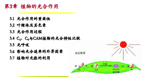 光合作用-植物生理学-竞赛辅导-刘小刚