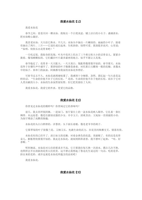 我爱水仙花作文