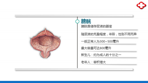 泌尿系统—膀胱和尿道(正常人体结构课件)