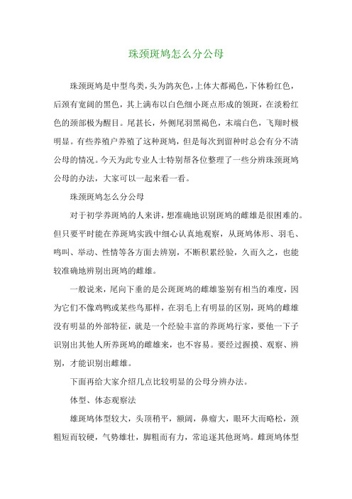 珠颈斑鸠怎么分公母