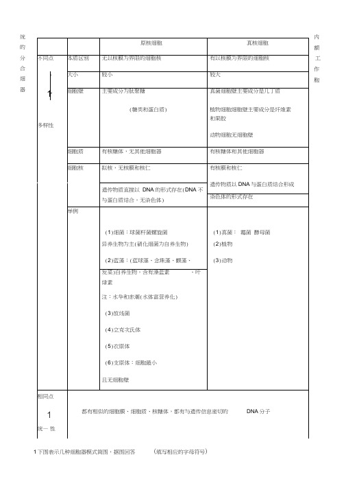 真核细胞与原核细胞比较表