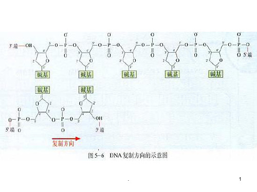 基因的表达和结构PPT课件