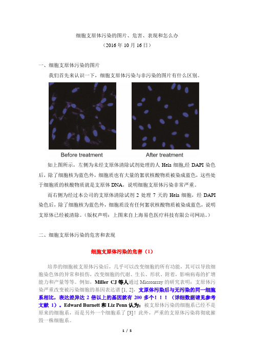 细胞支原体污染的图片、危害、表现和怎么办