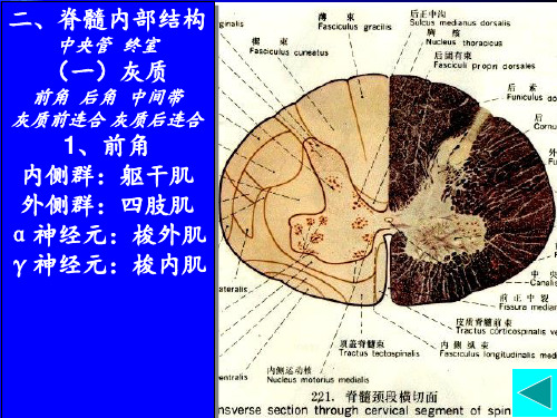 神经解剖_脊髓内部结构脑干外形