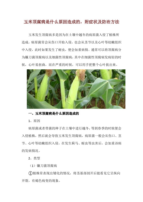 玉米顶腐病是什么原因造成的,附症状及防治方法