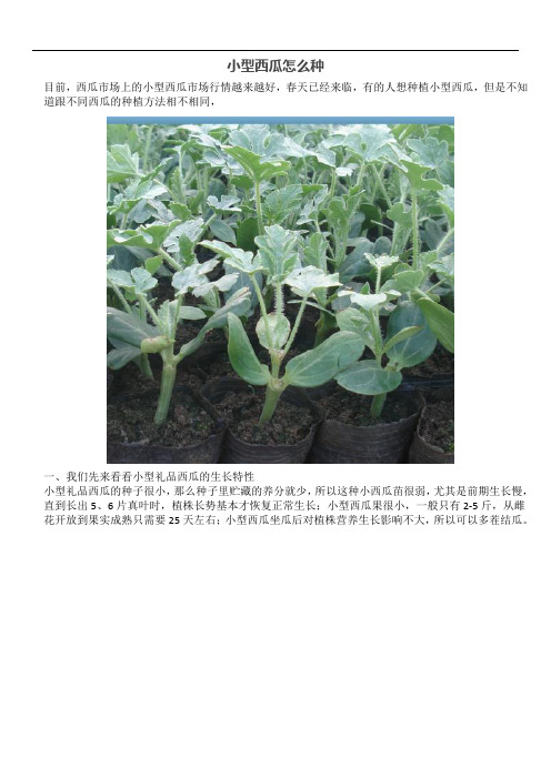 小型西瓜怎么种