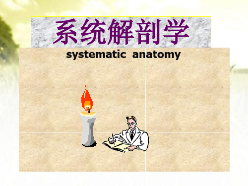 系统解剖学(全套课件) PPT