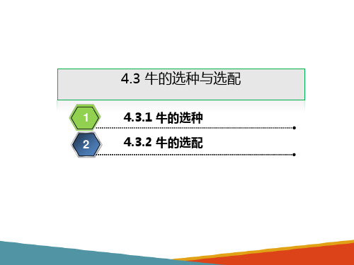 牛的繁殖种牛的饲养管理—牛的选种与选配