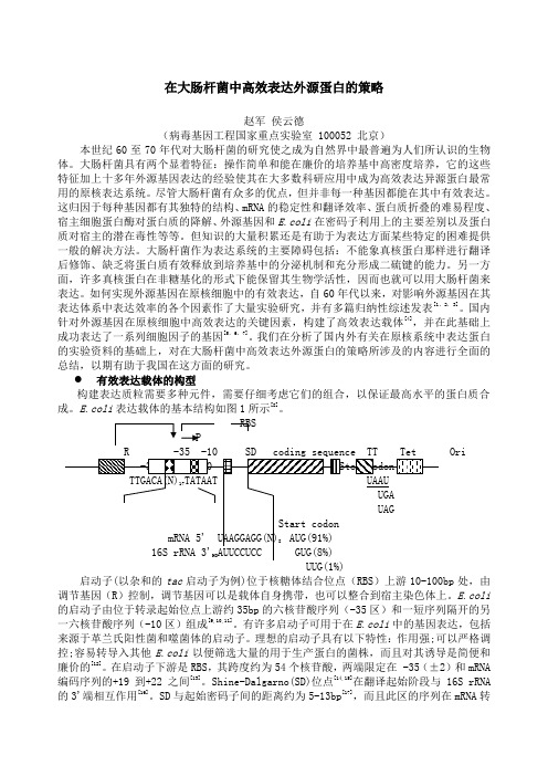 大肠杆菌中高效表达外源蛋白的策略