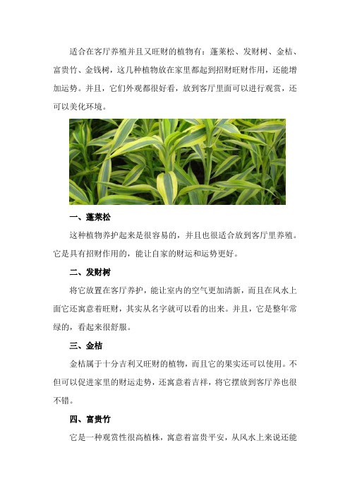 客厅放什么植物旺财,适合放客厅的大盆植物