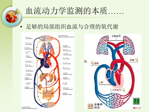 无创血流动力学的监测ppt课件