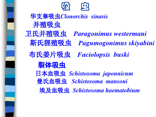 寄生虫学实验课课件：吸虫(30学时)五年制改