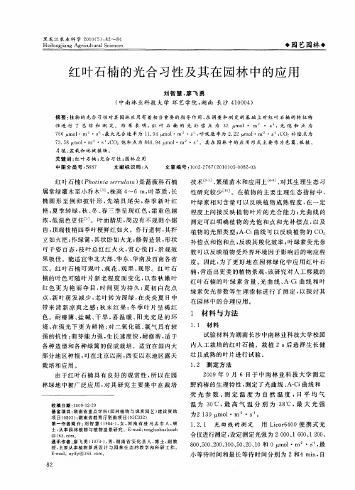 红叶石楠的光合习性及其在园林中的应用