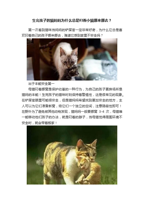 生完孩子的猫妈妈为什么总是叼着小猫挪来挪去？