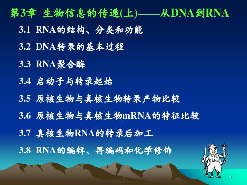 生物信息的传递上-(2)PPT课件