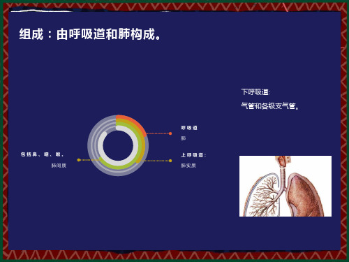 系统解剖学呼吸系统zha