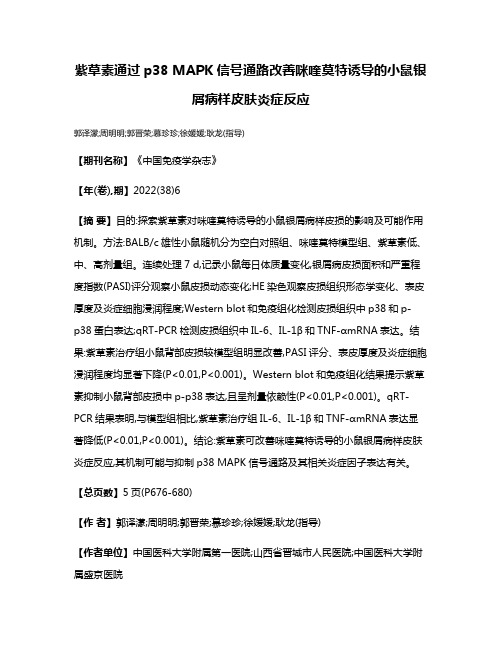 紫草素通过p38 MAPK信号通路改善咪喹莫特诱导的小鼠银屑病样皮肤炎症反应