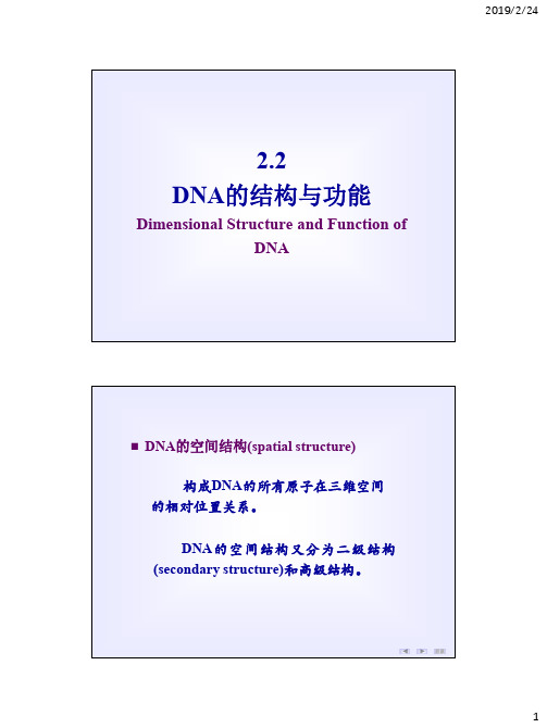 2.2 DNA结构与功能