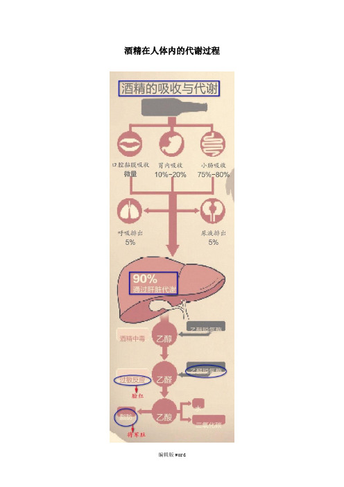 酒精在人体内的代谢过程