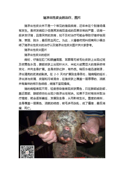 猪渗出性皮炎的治疗、图片