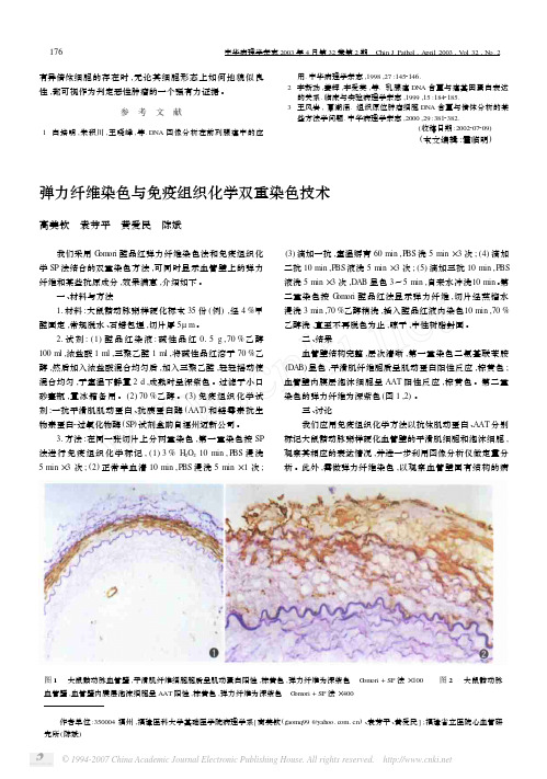 弹力纤维染色与免疫组织化学双重染色技术