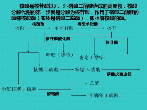 核酸的降解和核苷酸的代谢