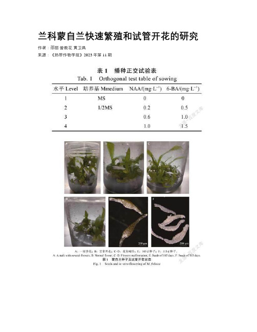 兰科蒙自兰快速繁殖和试管开花的研究