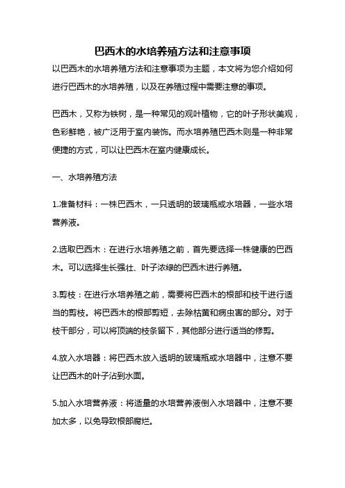 巴西木的水培养殖方法和注意事项