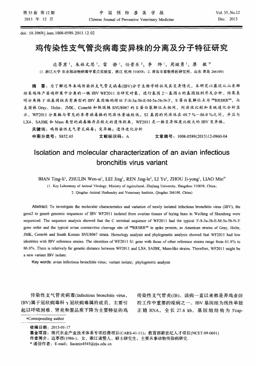 鸡传染性支气管炎病毒变异株的分离及分子特征研究