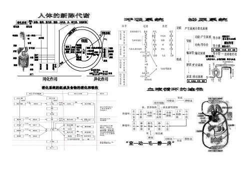 人体新陈代谢(图)