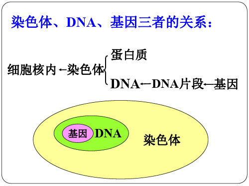 苏教版 八下生物 22.2人的性状和遗传(共35张PPT)