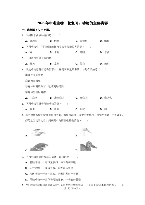 2025年中考生物一轮复习：动物的主要类群 (附答案解析)