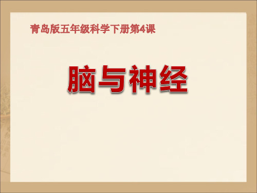 五年级下册科学课件 - 4.《脑与神经》 青岛版(六三制)共12张