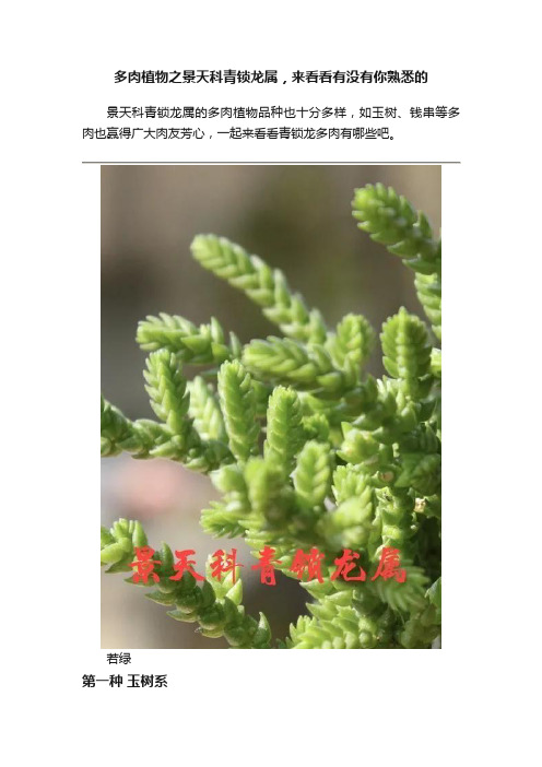 多肉植物之景天科青锁龙属，来看看有没有你熟悉的