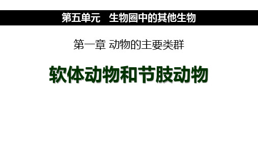 人教版八年级生物上册软体动物和节肢动物