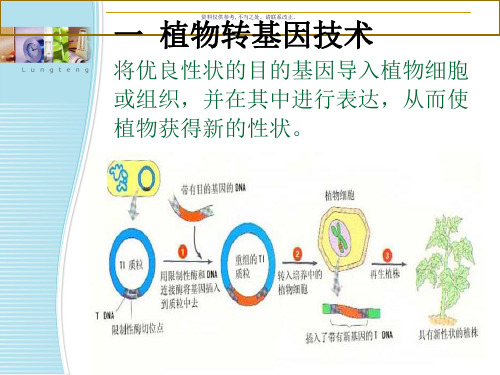 转基因植物和安全评价