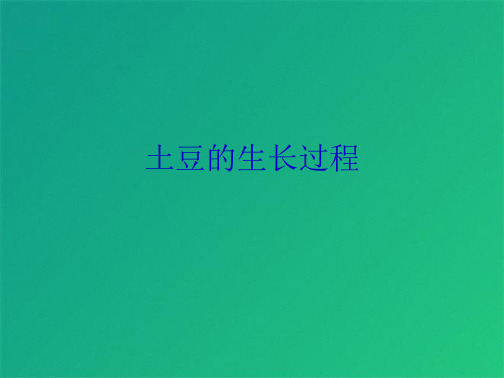 土豆的生长过程(共4张PPT)