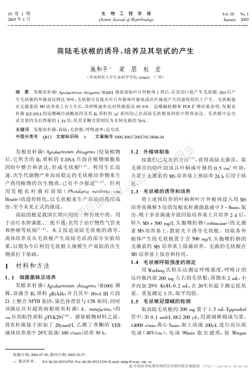 商陆毛状根的诱导、培养及其皂甙的产生