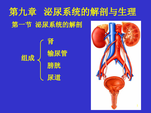 泌尿系统解剖与生理PPT演示课件