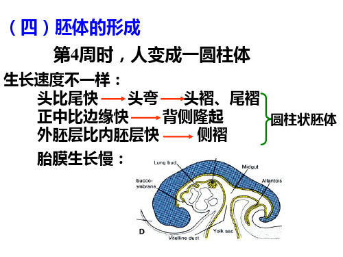 《组织学与胚胎学》课件：22 胎膜和胎盘