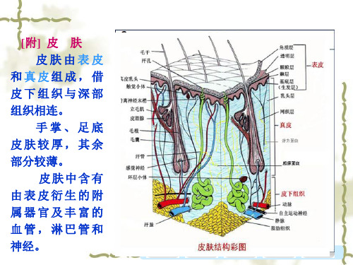 人体解剖生理学-皮肤_PPT幻灯片