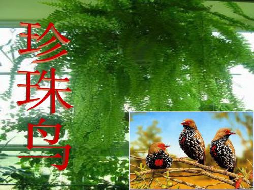 《珍珠鸟》课件