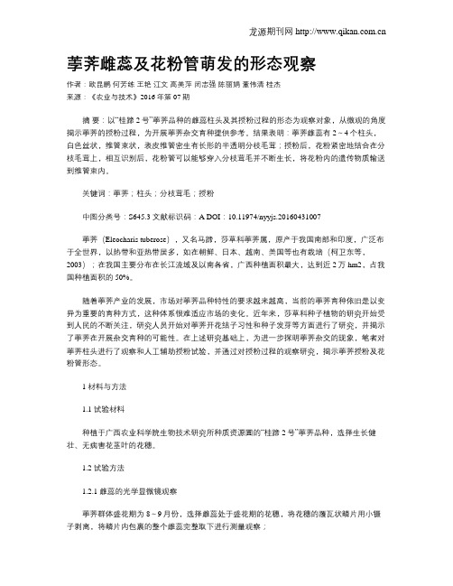 荸荠雌蕊及花粉管萌发的形态观察