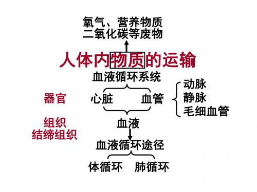 5177.人教新课标七年级下册生物第四章人体内物质的运输复习课件(共43张ppt)