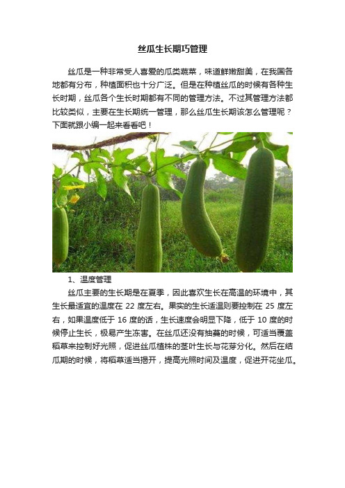 丝瓜生长期巧管理