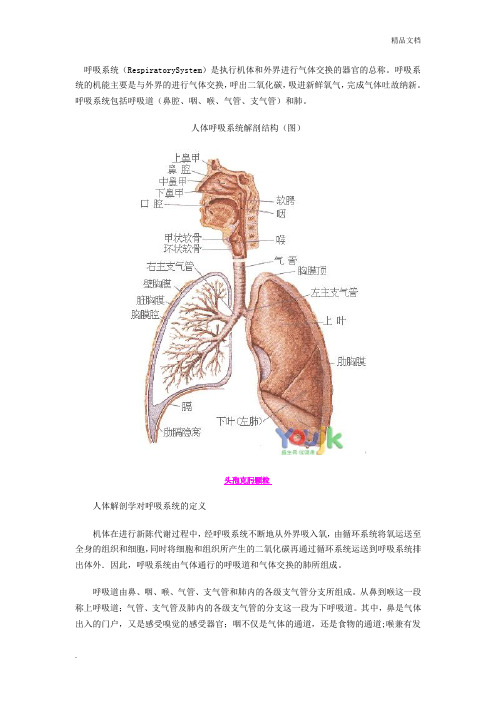 呼吸系统构造图(详细)