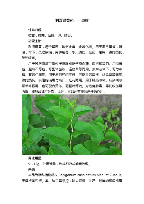 利湿退黄药——虎杖