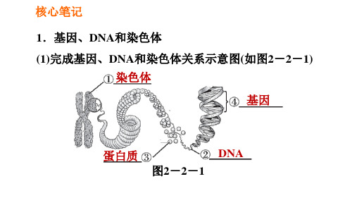 人教版八年级下册生物课件第七章7.2.2基因在亲子代间的传递