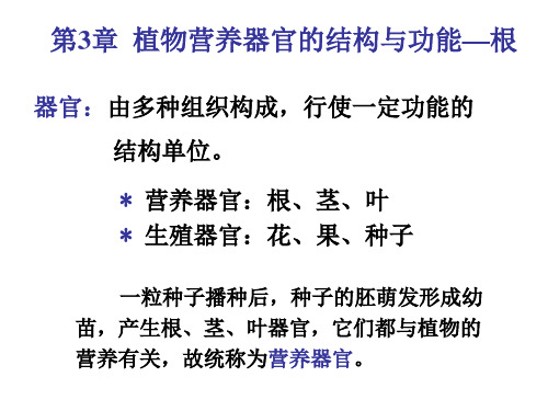 第3章植物营养器官-根