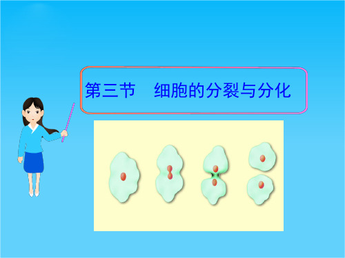 七年级生物上册 第三节 细胞的分裂与分化课件 济南版